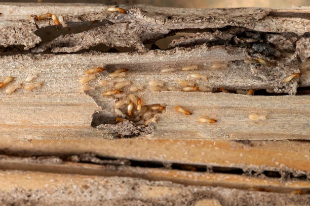 Best Pest Prevention Services  in Karns, TN